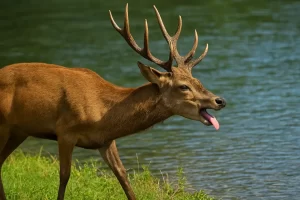 El siervo que brama Salmo 42